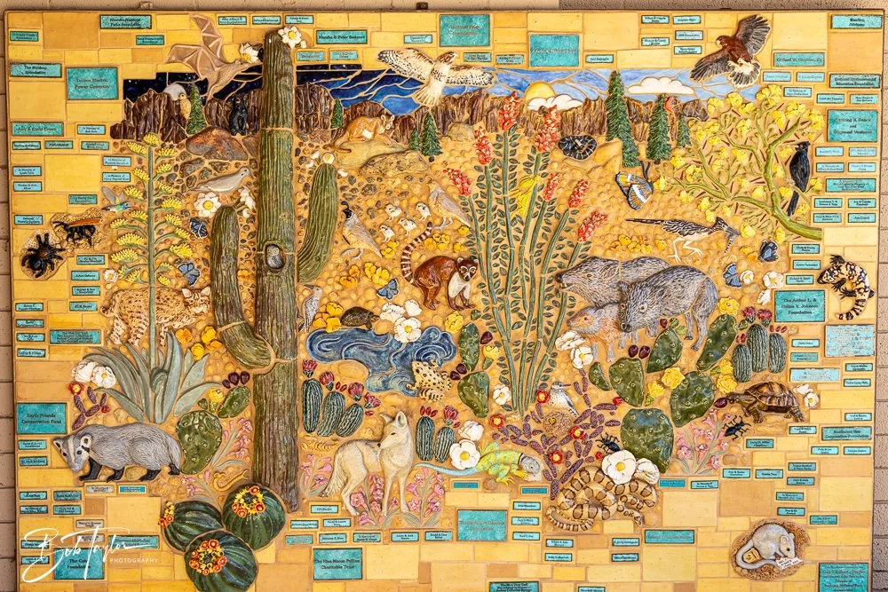 20241110-Saguaro -5.jpg