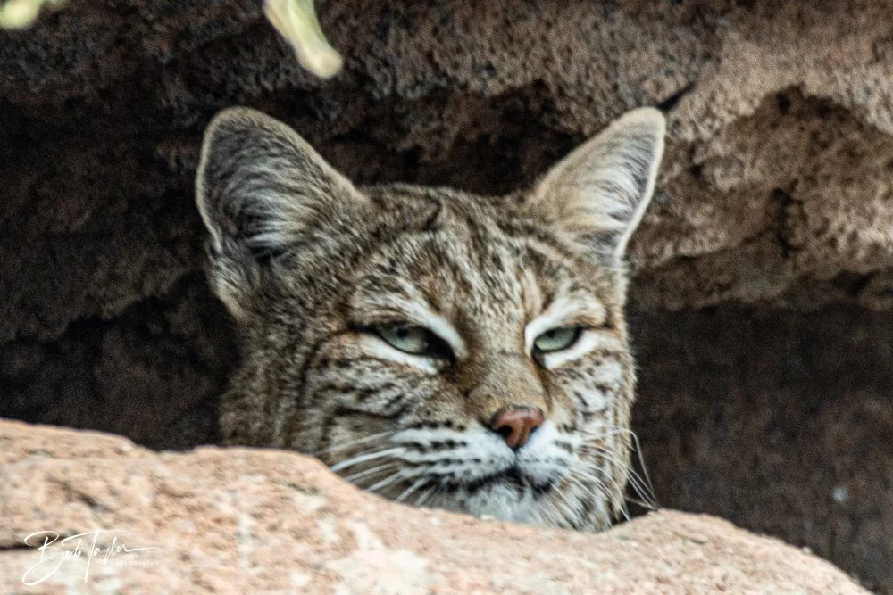 20241111-20241111-Saguaro -50-2.jpg