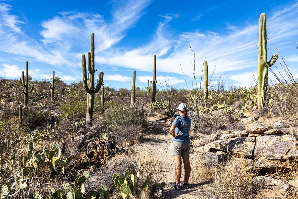 20241110-Saguaro -31.jpg