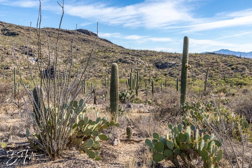 20241110-Saguaro -23.jpg