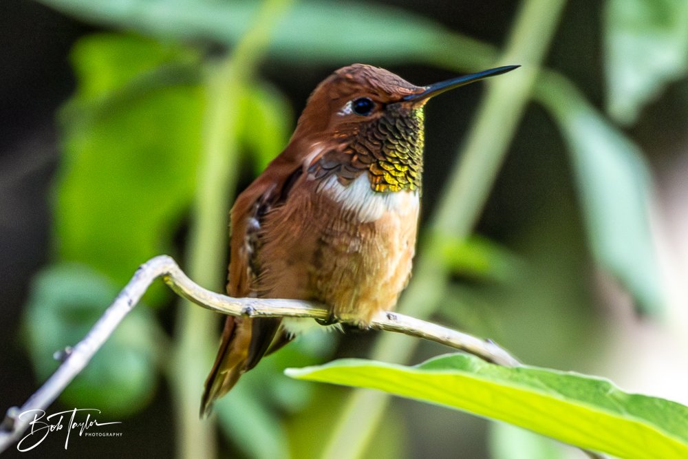 20241111-20241111-Saguaro -68-2.jpg