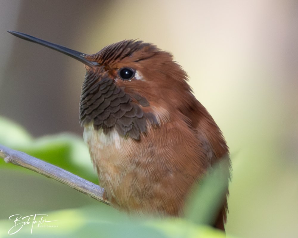 20241111-20241111-Saguaro -67-2.jpg