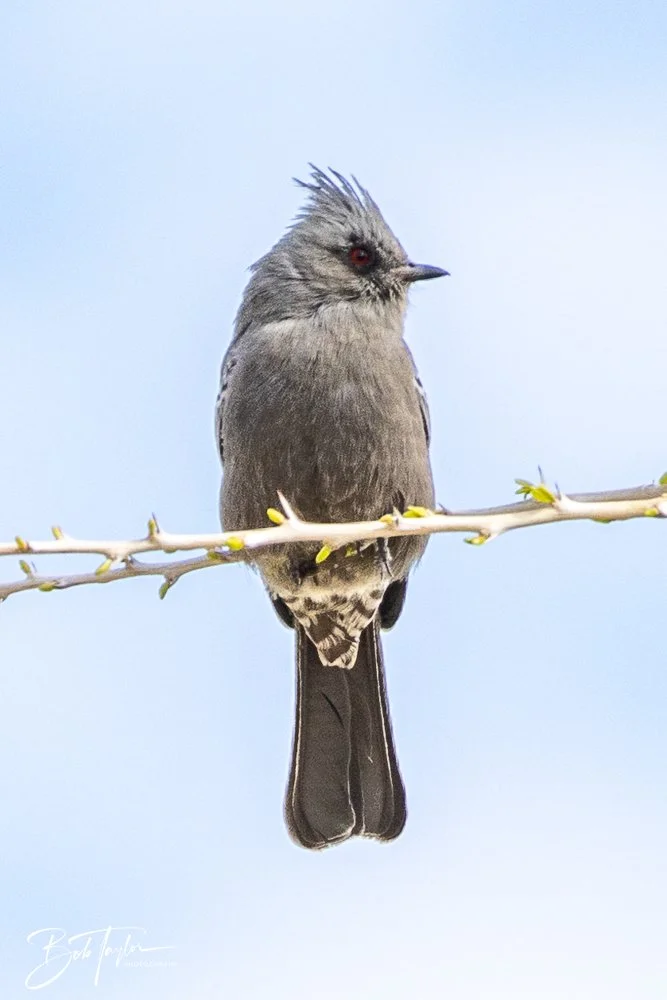 20241111-20241111-Saguaro -51-2.jpg