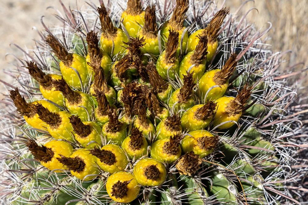 20241110-Saguaro -15.jpg