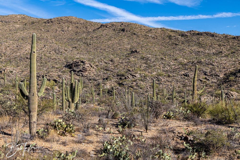 20241110-Saguaro -25.jpg