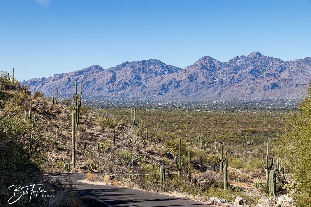 20241110-Saguaro -17.jpg