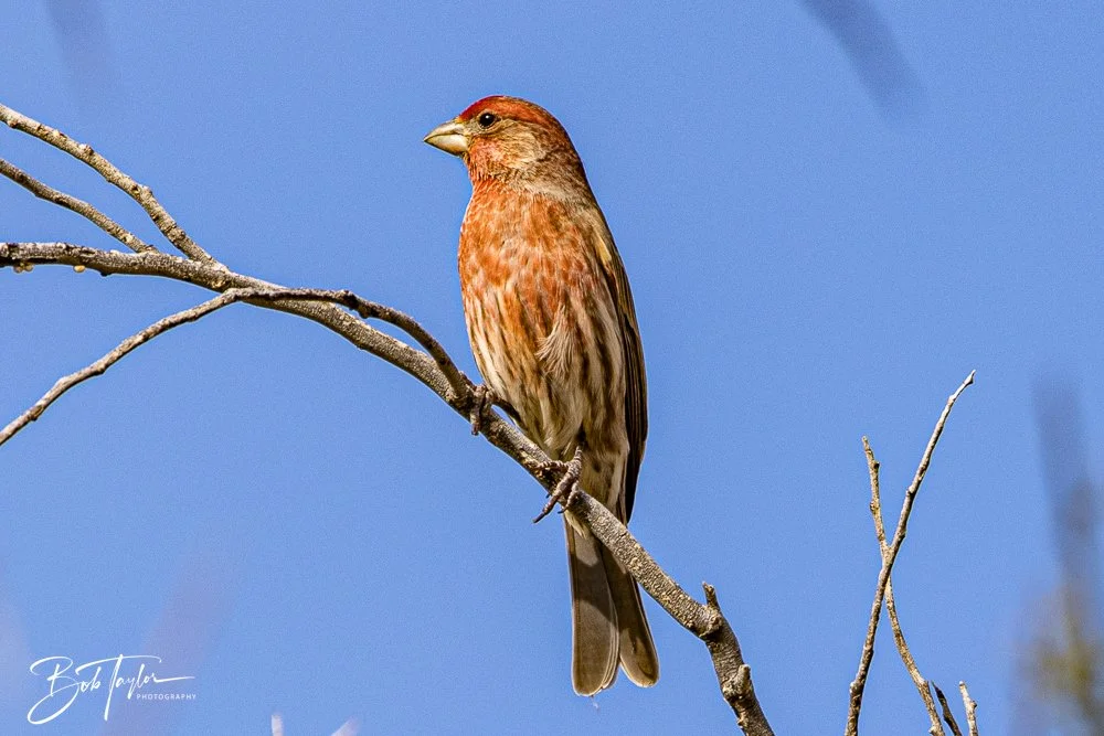 20241111-20241111-Saguaro -66-2.jpg