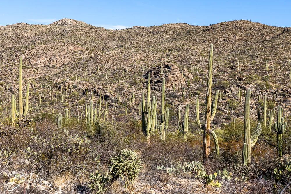 20241110-Saguaro -30.jpg