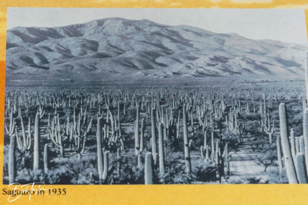 20241110-Saguaro -11.jpg