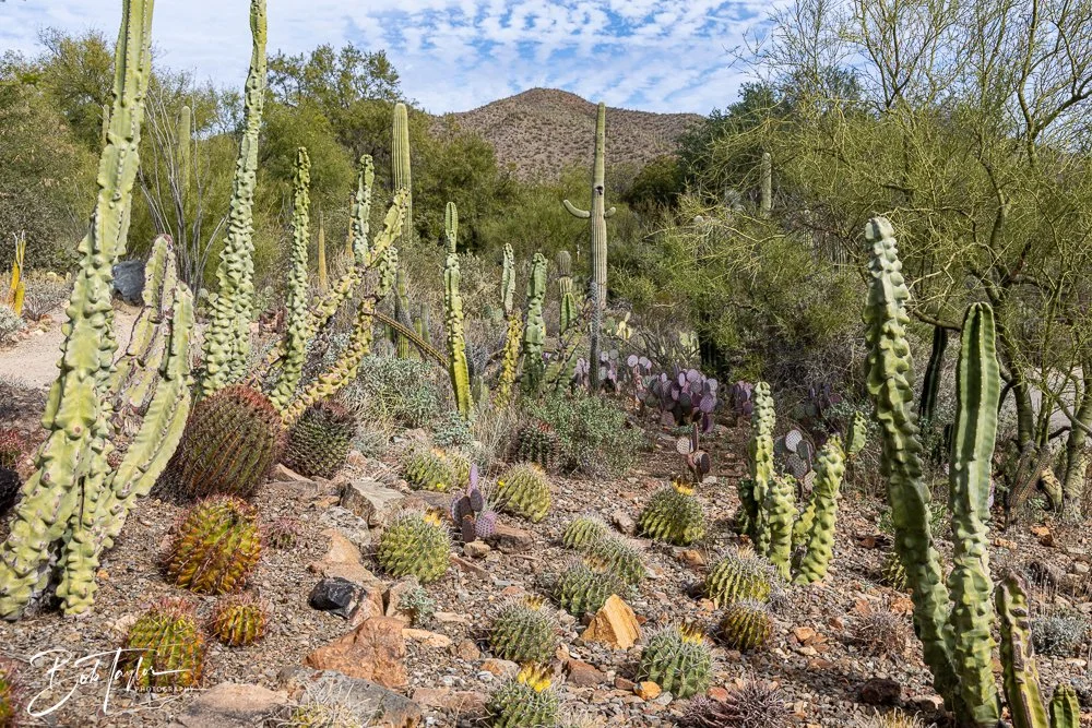 20241111-20241111-Saguaro -52-2.jpg