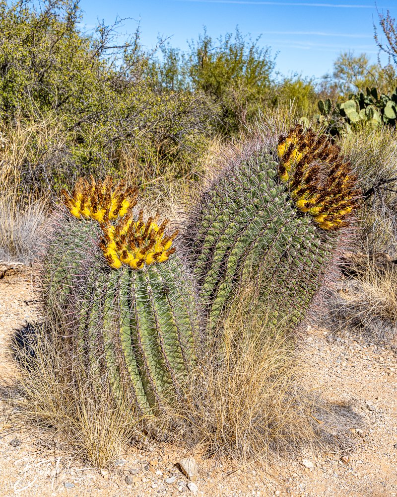 20241110-Saguaro -13.jpg
