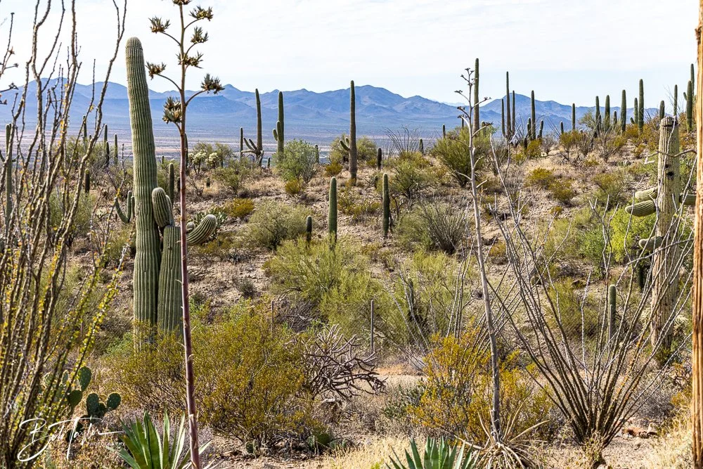 20241111-20241111-Saguaro -48-2.jpg