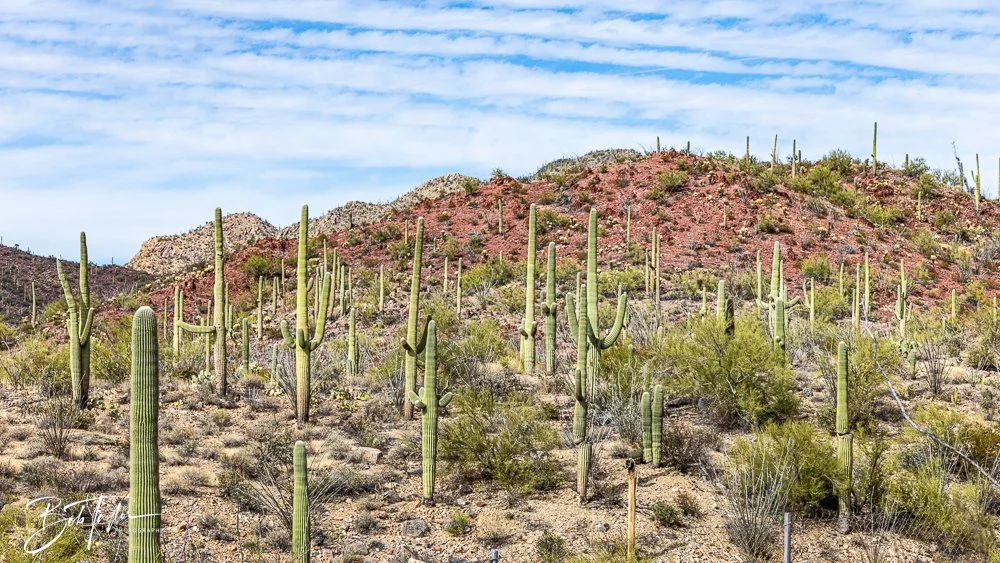 20241111-20241111-Saguaro -46-2.jpg
