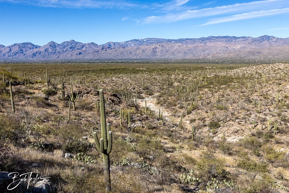 20241110-Saguaro -18.jpg