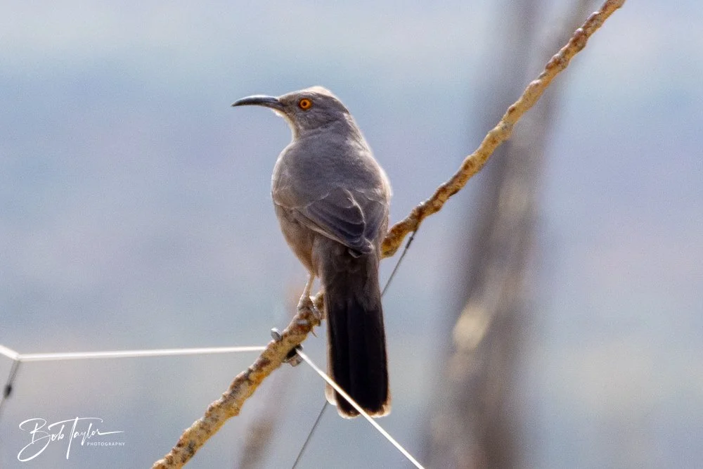 20241111-20241111-Saguaro -44-2.jpg