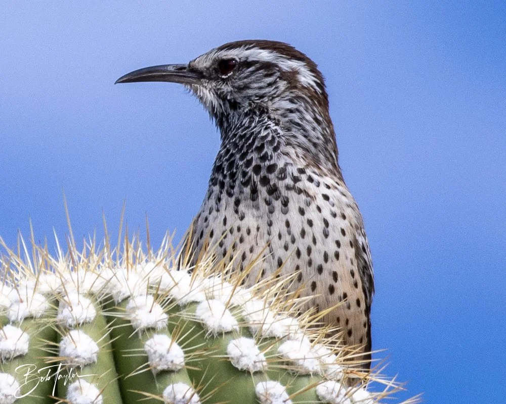 20241111-20241111-Saguaro -41-2.jpg