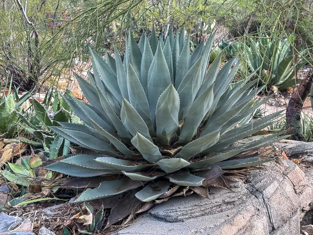 20241111-20241111-Saguaro -33-2.jpg