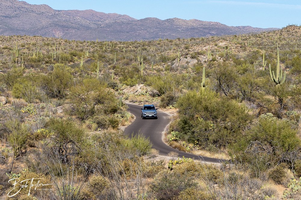 20241110-Saguaro -22.jpg