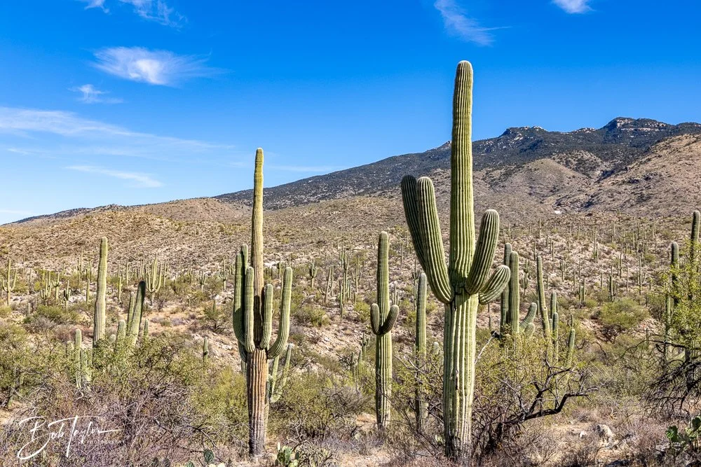 20241110-Saguaro -16.jpg