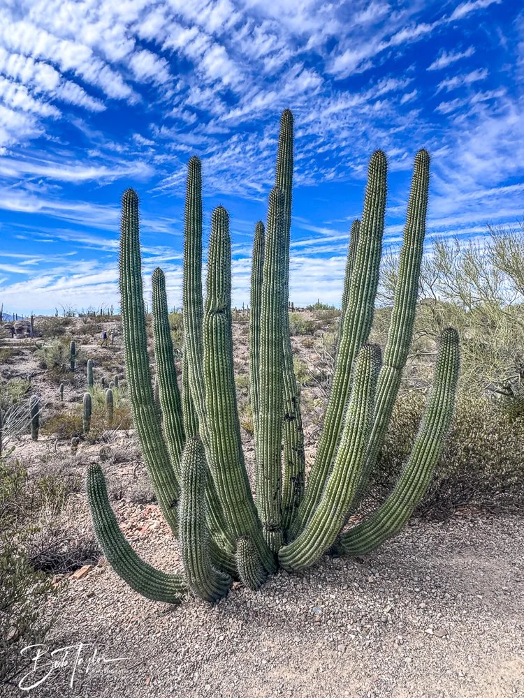20241111-20241111-Saguaro -32-2.jpg