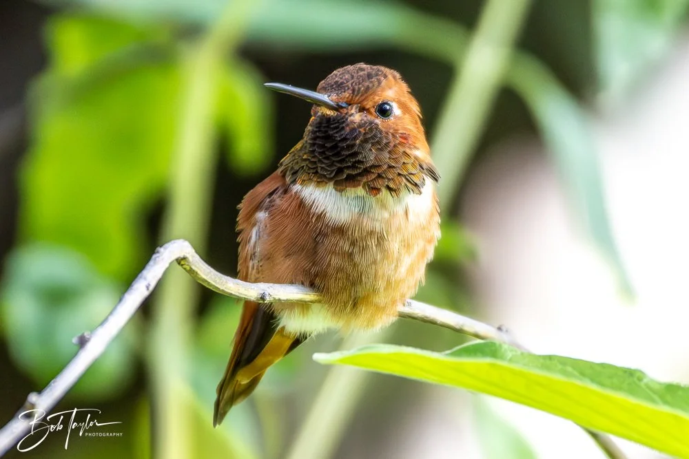 20241111-20241111-Saguaro -69-2.jpg