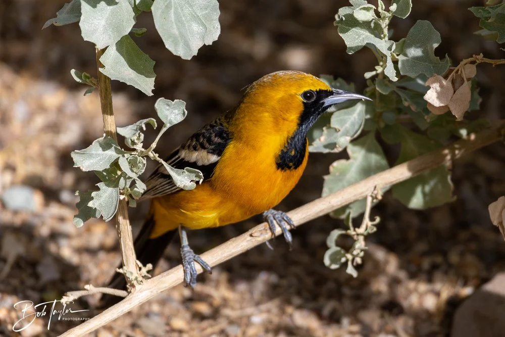 20241111-20241111-Saguaro -63-2.jpg