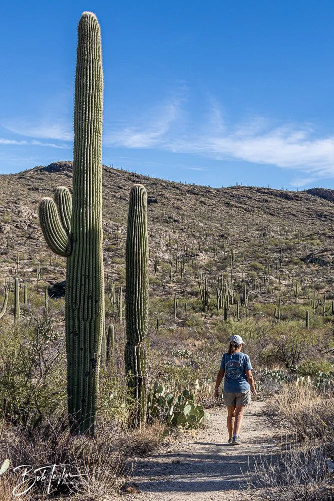 20241110-Saguaro -26.jpg