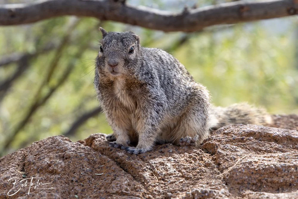 20241111-20241111-Saguaro -39-2.jpg