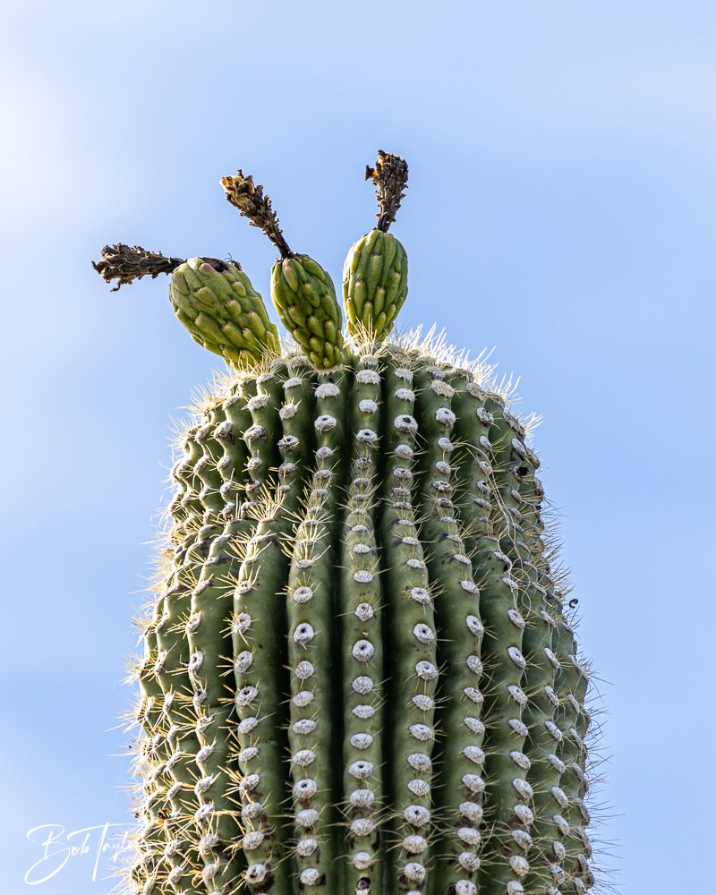 20241111-20241111-Saguaro -65-2.jpg