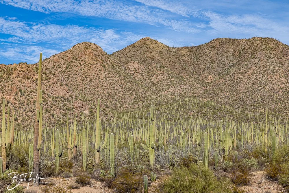 20241111-20241111-Saguaro -70-2.jpg