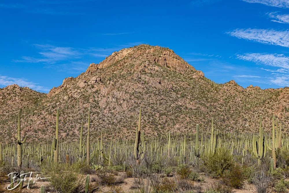 20241111-20241111-Saguaro -71-2.jpg