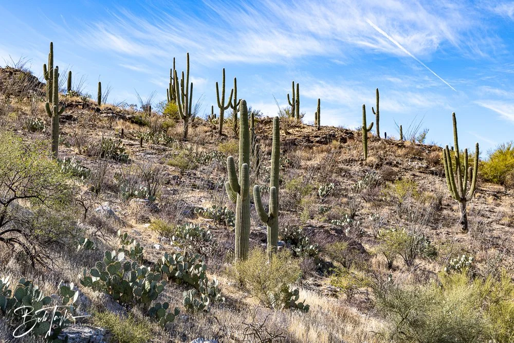 20241110-Saguaro -20.jpg