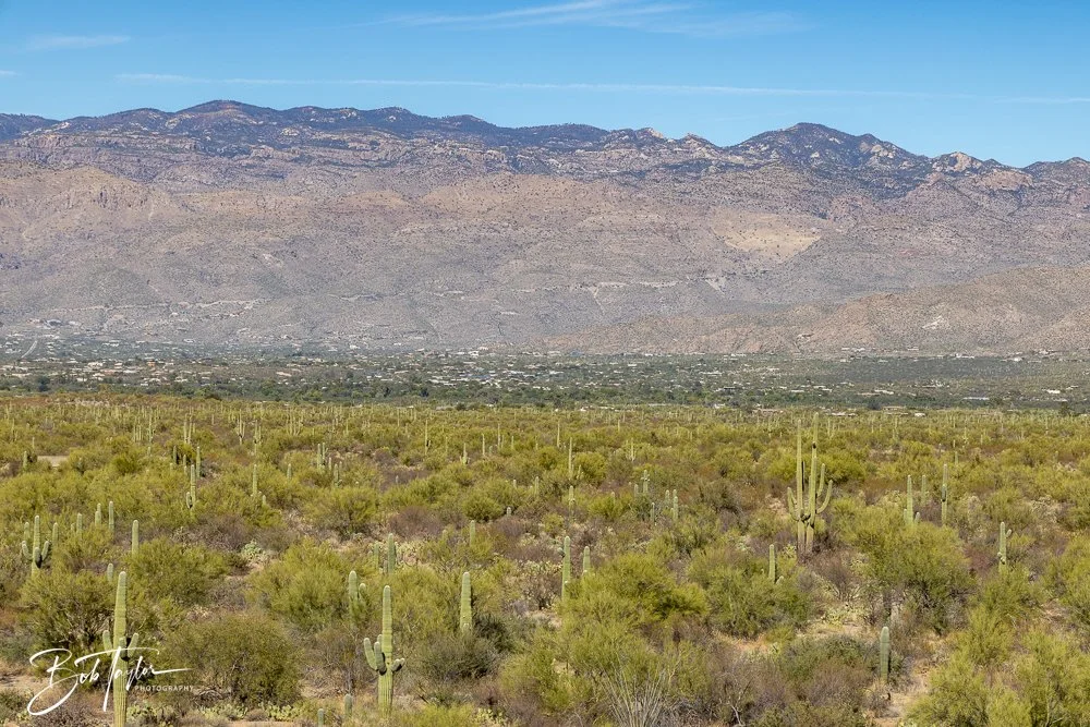 20241110-Saguaro -10.jpg