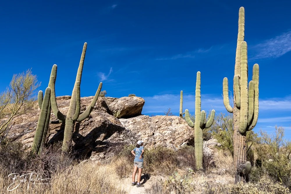 20241110-Saguaro -21.jpg