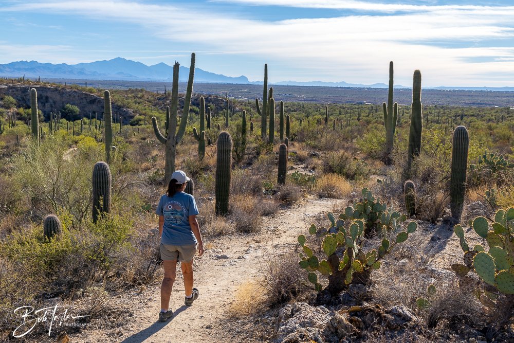 20241110-Saguaro -24.jpg