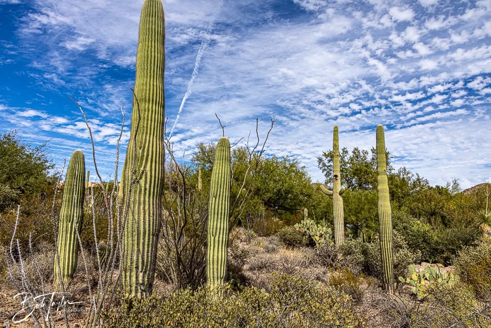 20241111-20241111-Saguaro -56-2.jpg