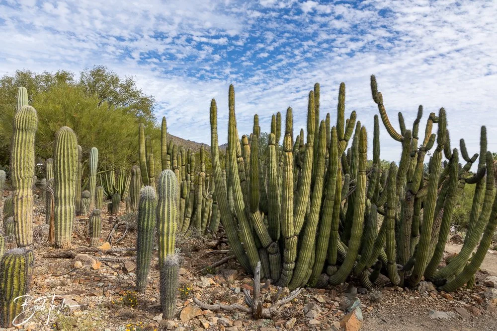 20241111-20241111-Saguaro -53-2.jpg