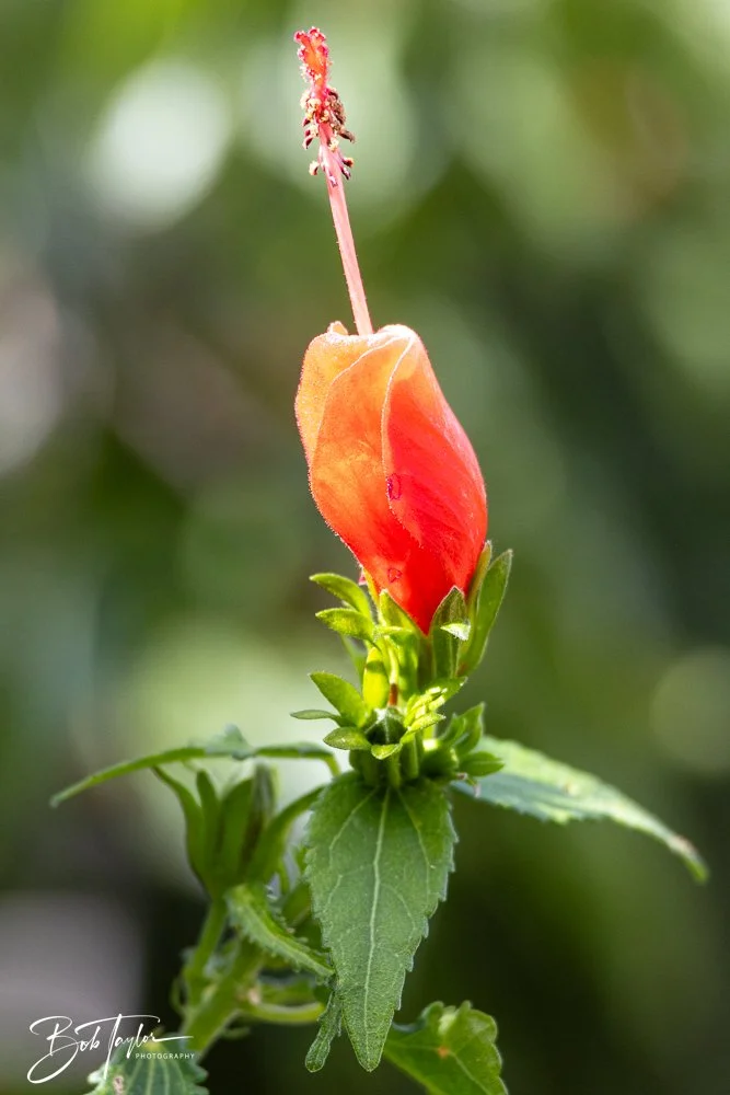 20241111-20241111-Saguaro -59-2.jpg