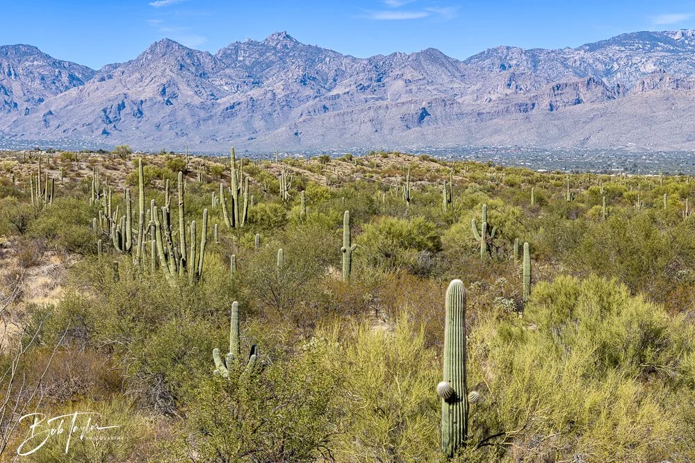 20241110-Saguaro -8.jpg