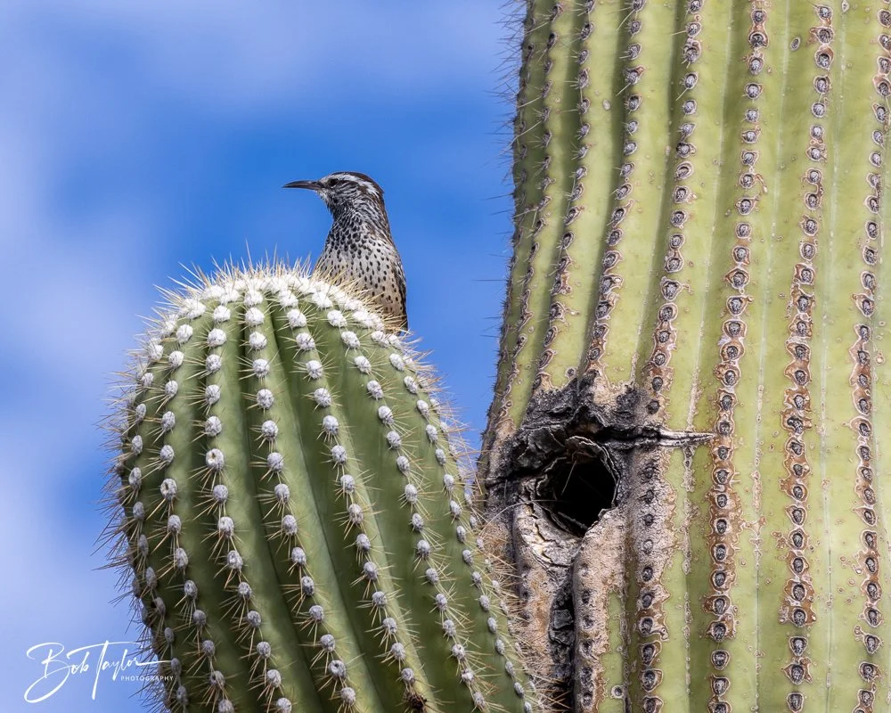 20241111-20241111-Saguaro -40-2.jpg