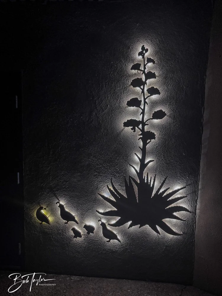 20241111-20241111-Saguaro -36-2.jpg