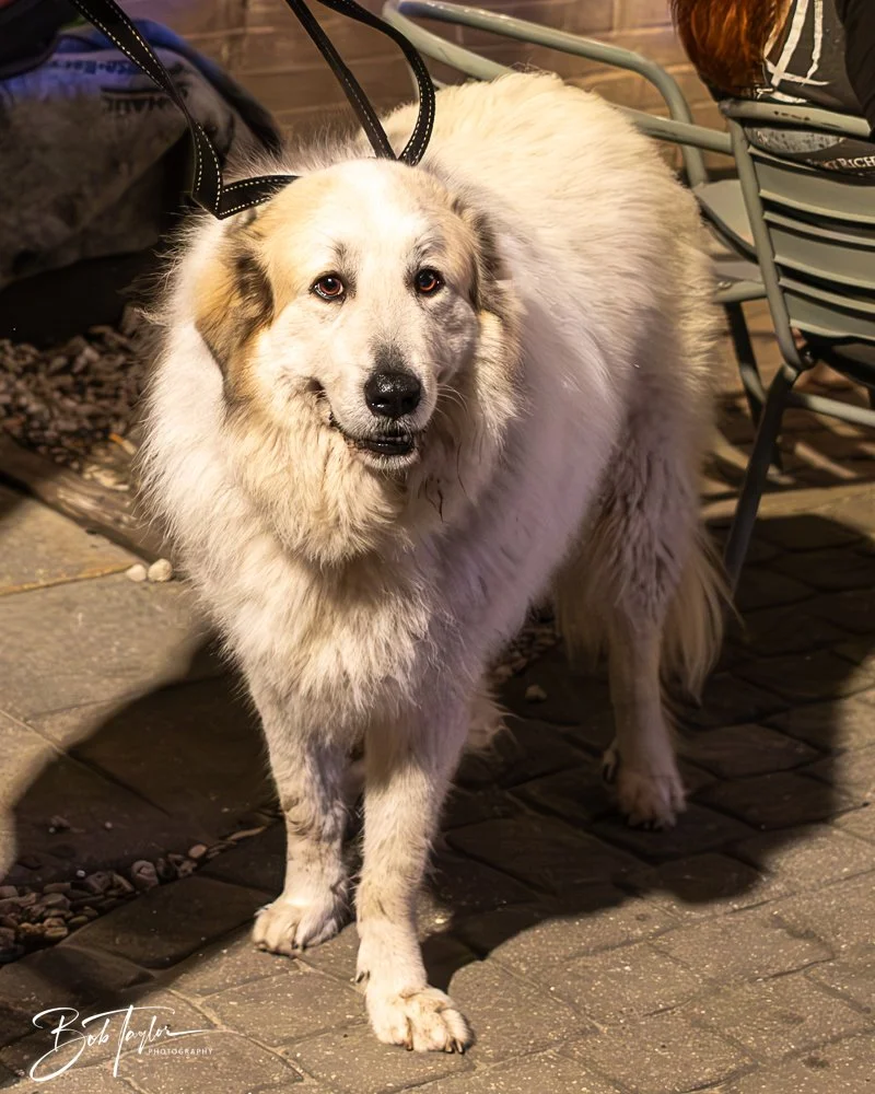 20250212-20250212-The Dive -20.jpg