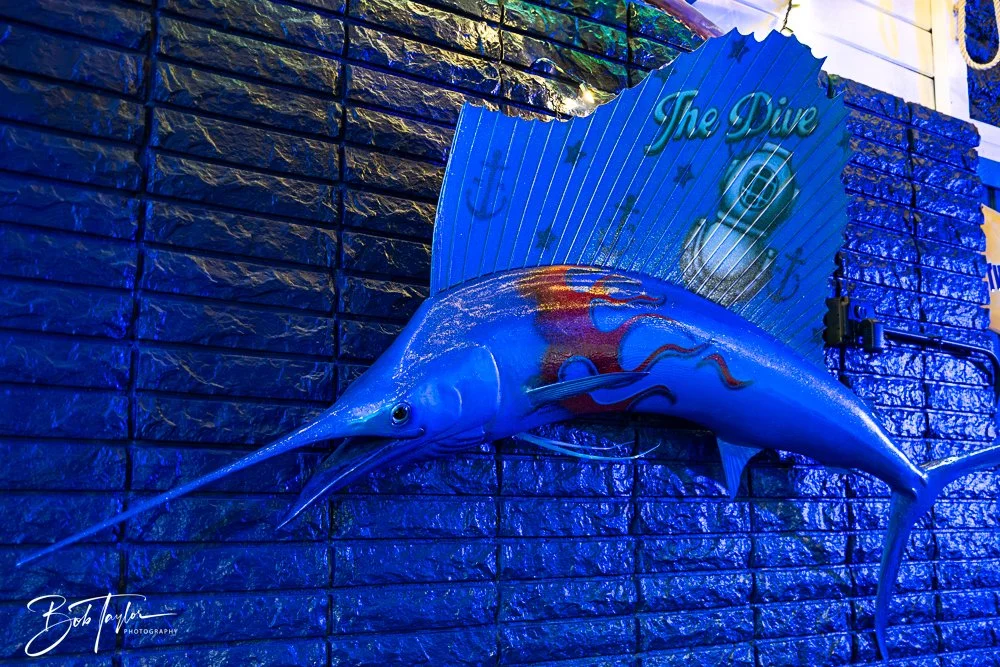 20250212-20250212-The Dive -15.jpg