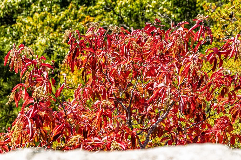20250917-New River Gorge Hiking -33.jpg