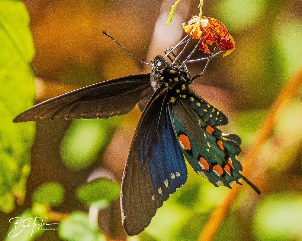 20250917-New River Gorge Hiking -29.jpg
