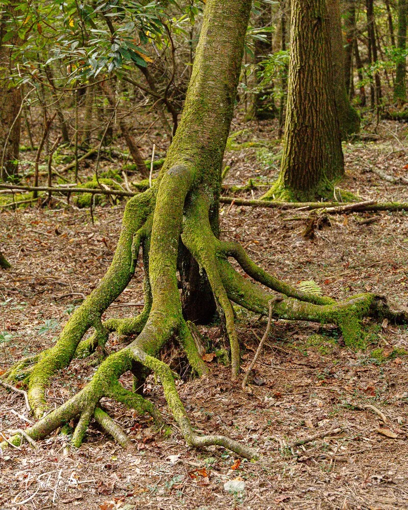 20250917-New River Gorge Hiking -4.jpg