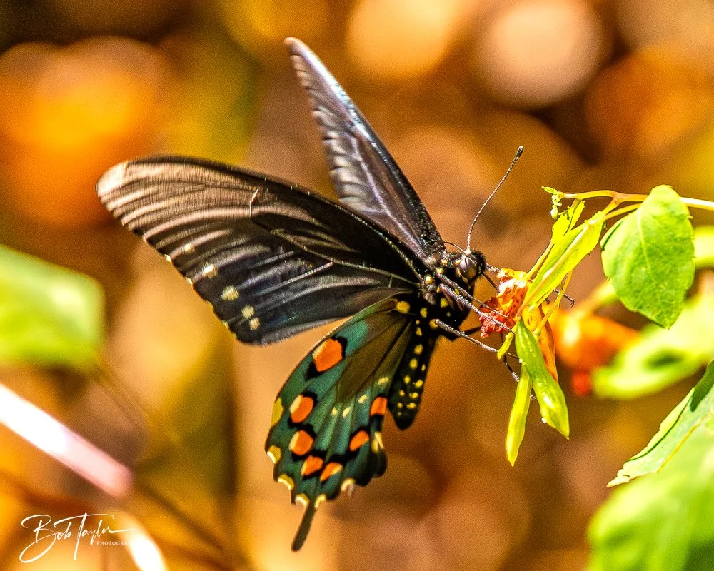 20250917-New River Gorge Hiking -30.jpg