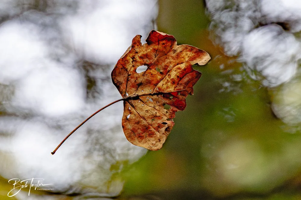 20250917-New River Gorge Hiking -9.jpg