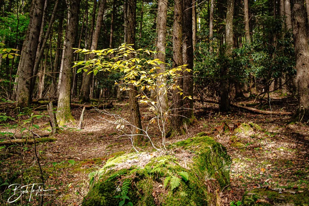 20250917-New River Gorge Hiking -2.jpg