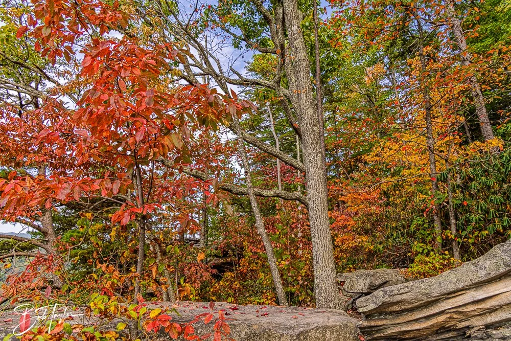 20250917-New River Gorge Hiking -13.jpg